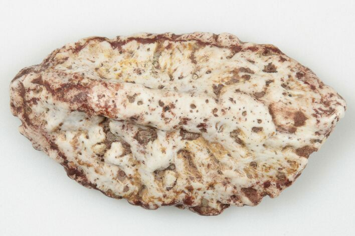 Fossil Phytosaur Scute - New Mexico #192663